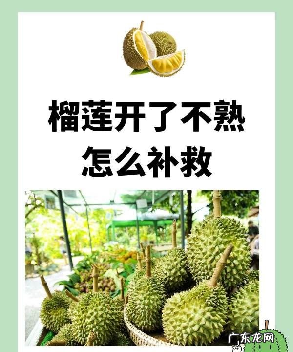 榴莲没熟怎么办,榴莲没熟打开了怎么办怎样能快速熟