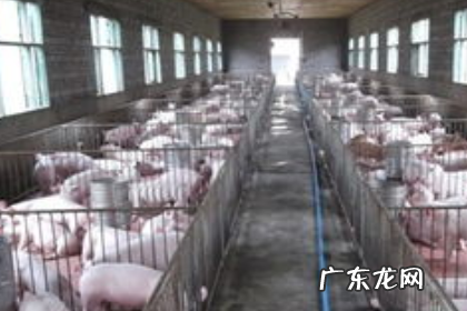 猪圈潮湿解决办法,如何预防和控制猪舍内的湿度过大