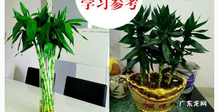 富贵竹能土养,富贵竹可以种在土里