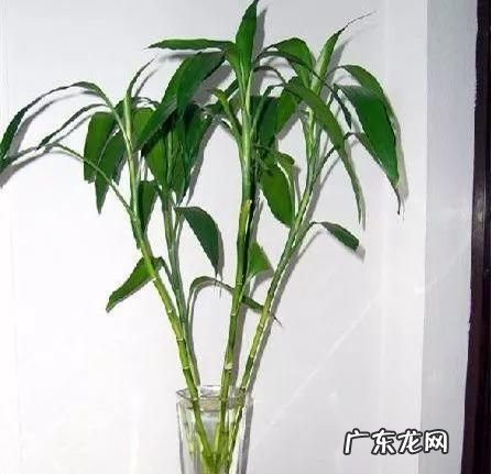 富贵竹能土养,富贵竹可以种在土里