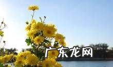 重阳节的来历和风俗简介,重阳节的来历以及风俗