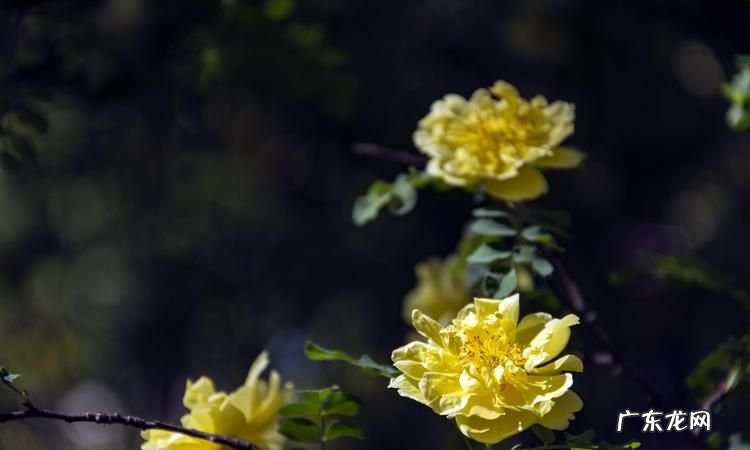 棣棠花和黄刺玫的区别,野蔷薇和月季的区别