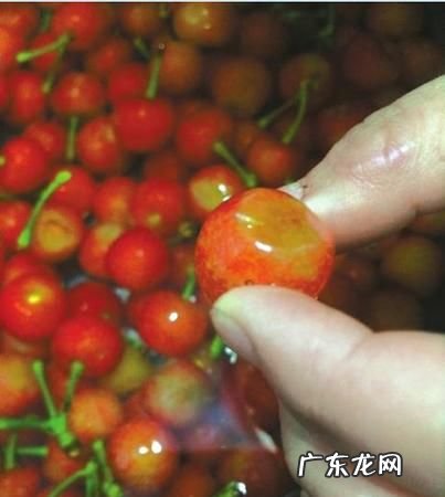 盐水泡樱桃有虫是真的吗?,车厘子用水一泡就钻出很多小虫子这些虫子能吃