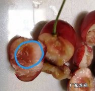 盐水泡樱桃有虫是真的吗？,车厘子用水一泡就钻出很多小虫子这些虫子能吃