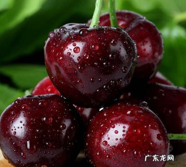 盐水泡樱桃有虫是真的吗?,车厘子用水一泡就钻出很多小虫子这些虫子能吃