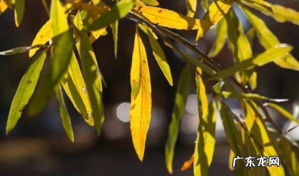 如何拍摄逆光照片 简答题,逆光拍照也清晰 逆光拍摄技巧介绍