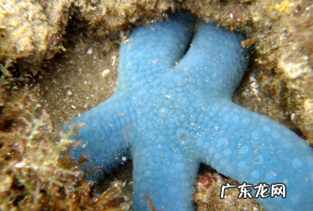 海星能吃,海星能吃怎么吃
