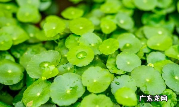 铜钱草的繁殖方法,铜钱草怎么繁殖盘点铜钱草三种繁殖方法扦插分株播种