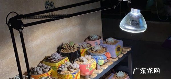 多肉光照不足怎么办,多肉叶片张开不聚拢怎么回事儿
