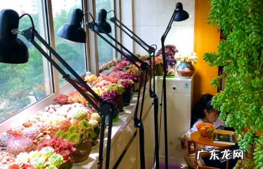 多肉光照不足怎么办,多肉叶片张开不聚拢怎么回事儿