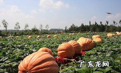 南瓜生长周期多少天,南瓜成长周期是多少天