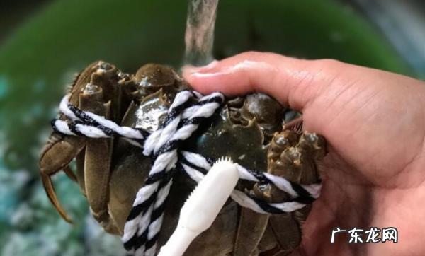 螃蟹怎么洗才干净又简单,怎样洗螃蟹洗得干净