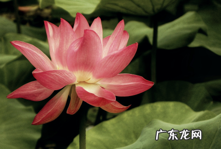 剪影效果怎么拍,剪映回忆转场效果怎么做出来的