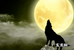 有关狼的名著小说,有关狼的名著小说有哪些