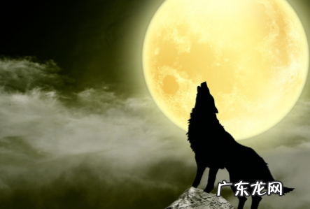 有关狼的名著小说,有关狼的名著小说有哪些