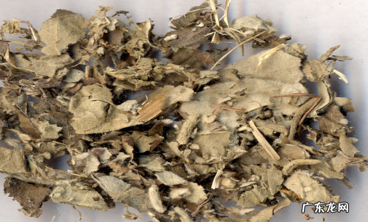 寻骨风泡酒功效与作用,千年健追地风透骨草泡酒