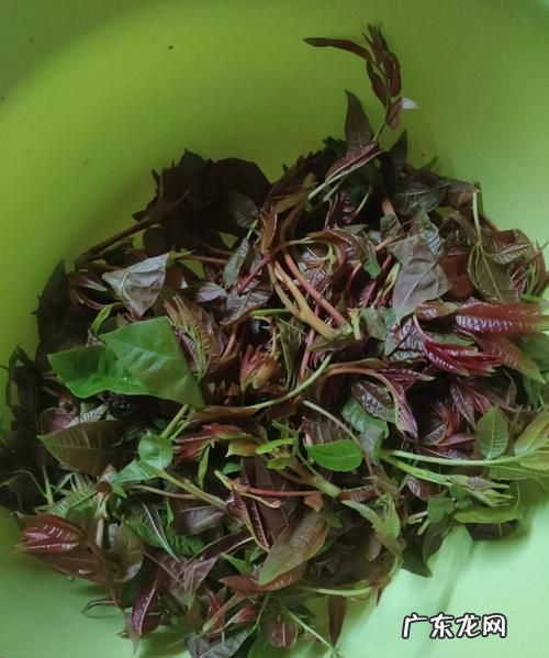 红香椿怎么炒,香椿炒鸡蛋的做法