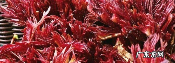 红香椿怎么炒,香椿炒鸡蛋的做法