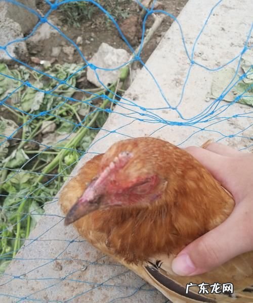 鸡吃了泡沫怎么解救,鸡吃了泡沫怎么解救