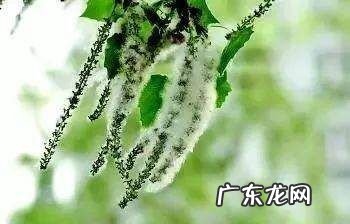 柳絮能吃吗有什么作用,柳絮能吃