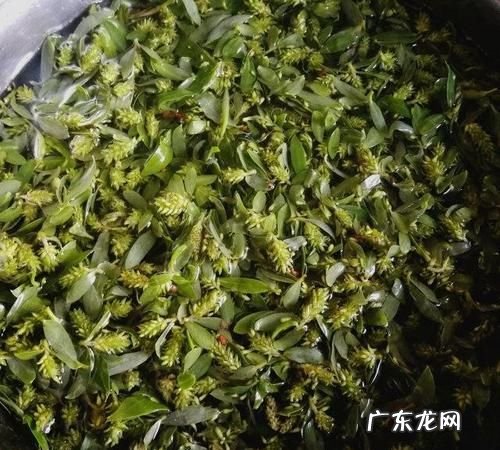柳絮能吃吗有什么作用,柳絮能吃
