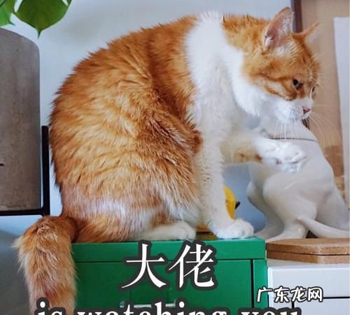 瓦是什么梗,瓦是无畏契约还是apex