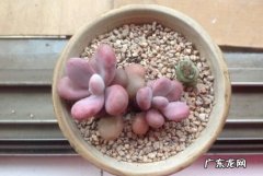 桃蛋和桃美人的区别,多肉桃蛋