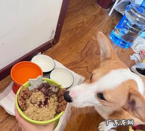 怎么给小狗狗吃饭,小狗太小不会进食怎么办吃什么好