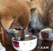怎么给小狗狗吃饭,小狗太小不会进食怎么办吃什么好
