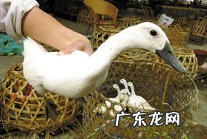 连城白鸭的药用价值,白鹜鸭的介绍