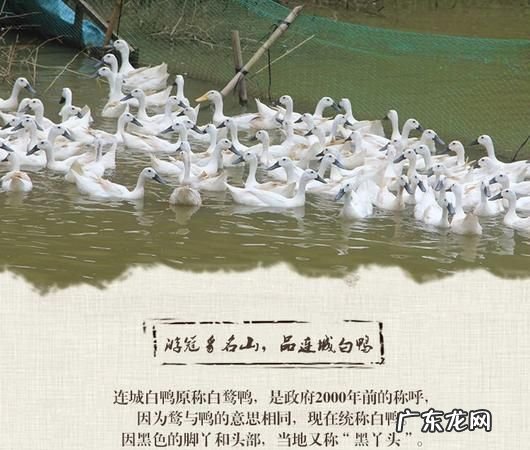 连城白鸭的药用价值,白鹜鸭的介绍