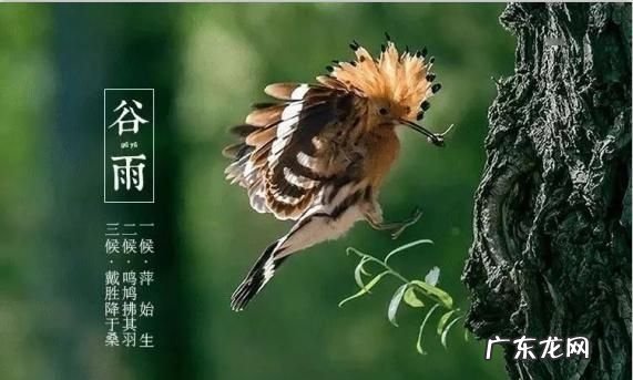 中医里关于谷雨节气的说法,谷雨节气的由来及养生方法是什么