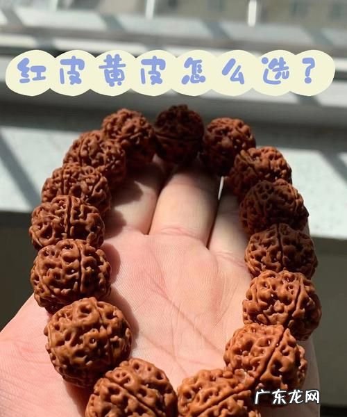 小金刚菩提怎么养,金刚菩提手串有什么寓意