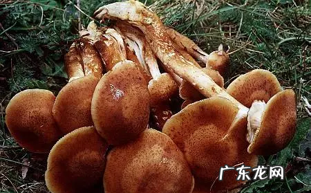 世界上最大的蘑菇有多大,世界上最大的巨型蘑菇