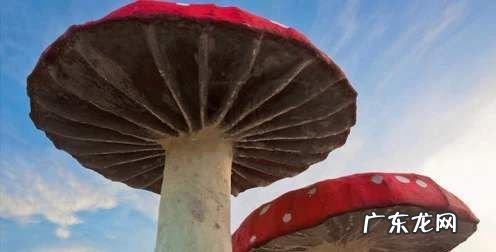 世界上最大的蘑菇有多大,世界上最大的巨型蘑菇