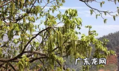 核桃树核桃花可以吃,农村种植的核桃树开的花能不能吃了