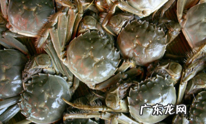 活螃蟹怎么保存过夜,买回来的活螃蟹怎么保存过夜