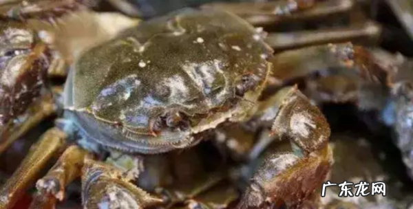 活螃蟹怎么保存过夜,买回来的活螃蟹怎么保存过夜