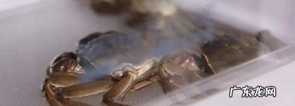 活螃蟹怎么保存过夜,买回来的活螃蟹怎么保存过夜