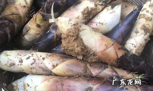 煮熟的春笋怎么保存,煮过的竹笋怎样保存时间长也新鲜