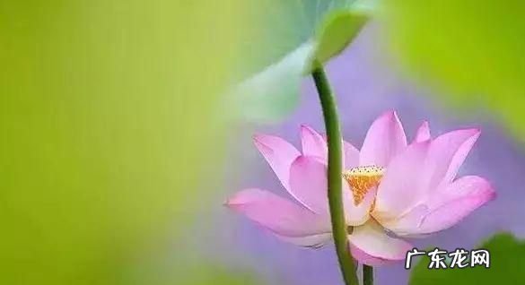 什么是菩提心有几种菩提心如何区分,教师资格证