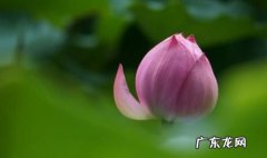 什么是菩提心有几种菩提心如何区分,教师资格证
