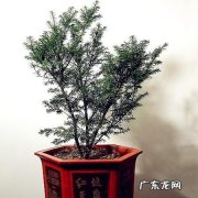 红豆杉盆景修剪方法,红豆杉树怎么修剪树形