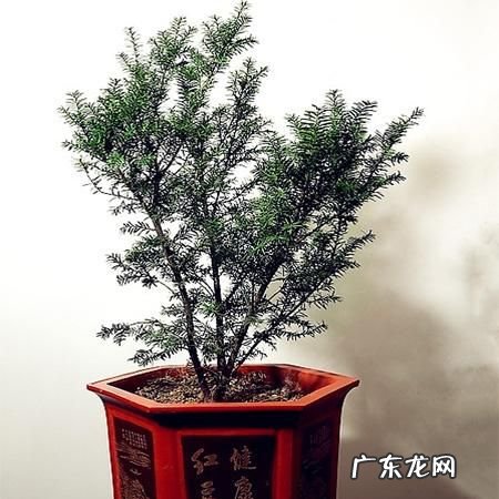 红豆杉盆景修剪方法,红豆杉树怎么修剪树形