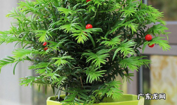 红豆杉盆景修剪方法,红豆杉树怎么修剪树形