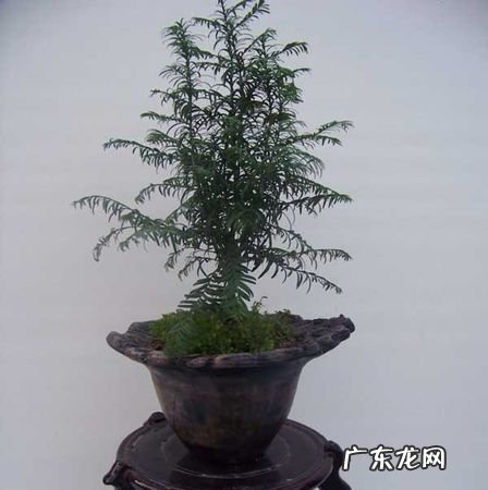 红豆杉盆景修剪方法,红豆杉树怎么修剪树形