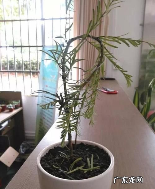红豆杉盆景修剪方法,红豆杉树怎么修剪树形