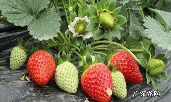 一月份有草莓摘,一月有草莓摘