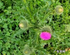 泥胡菜什么味道,泥胡菜苦味有毒