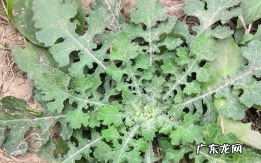 泥胡菜什么味道,泥胡菜苦味有毒